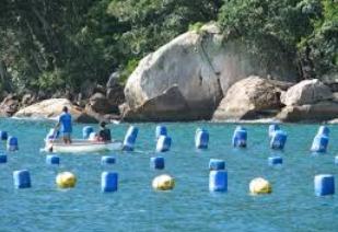 Maricultura em Santa Catarina! Maricultura em Santa Catarina!